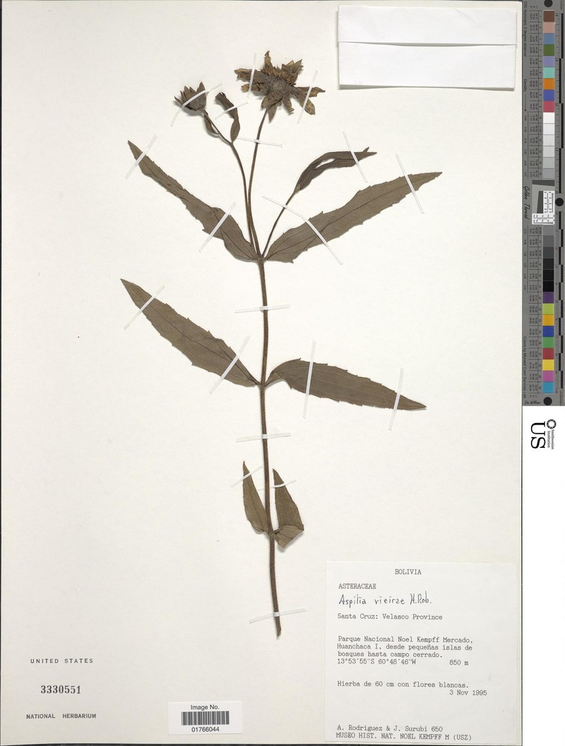 Wedelia vieirae