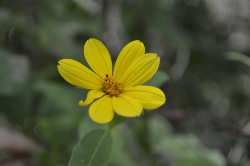 Wedelia villosa