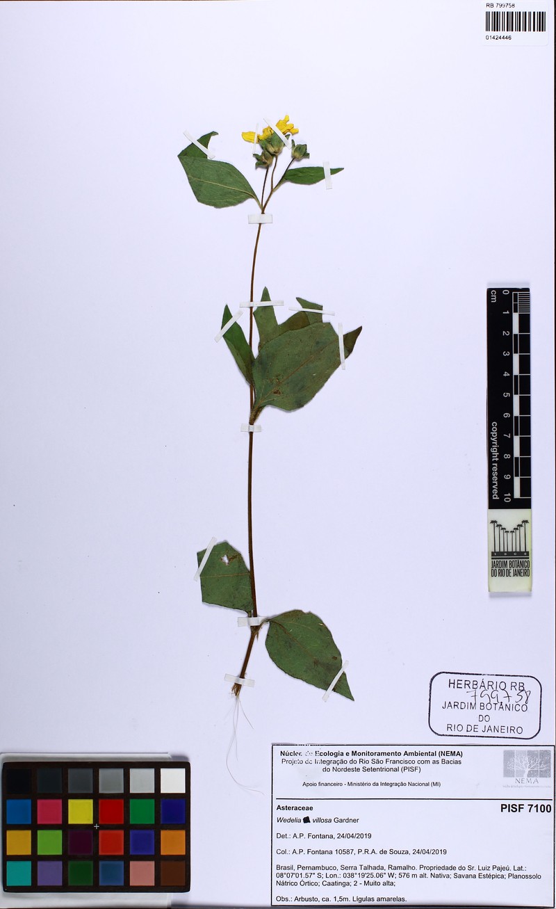 Wedelia villosa photo 2
