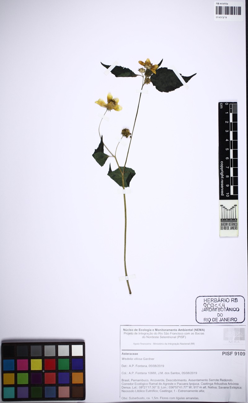 Wedelia villosa photo 3