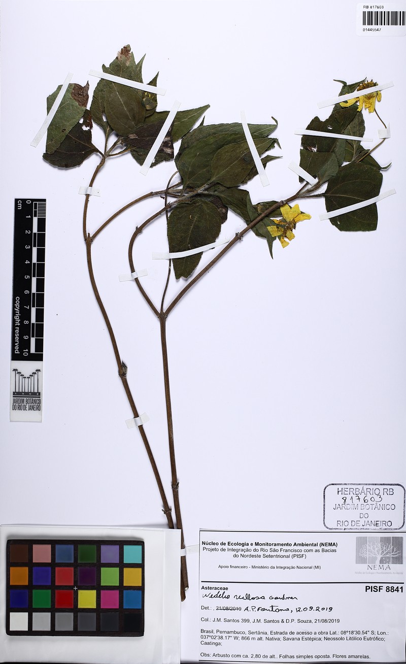 Wedelia villosa photo 4