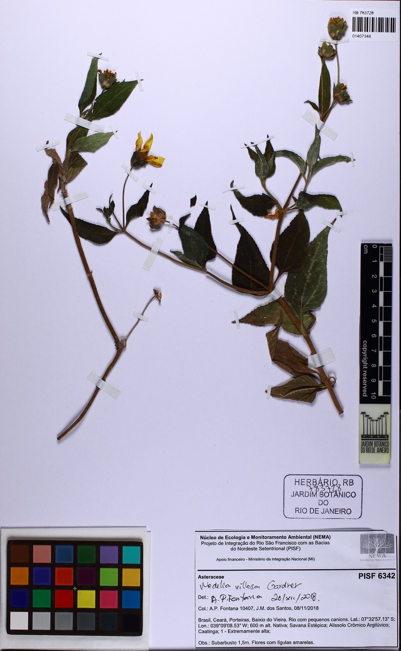 Wedelia villosa photo 5
