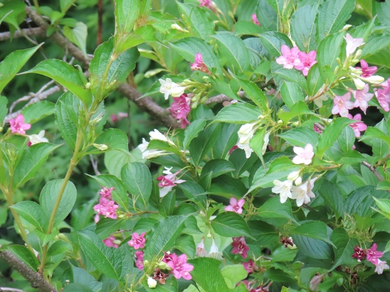 Weigela coraeensis photo 2