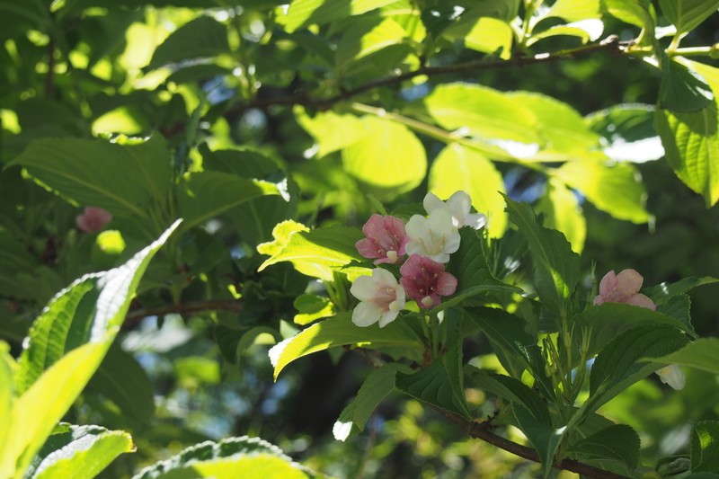 Weigela coraeensis photo 3
