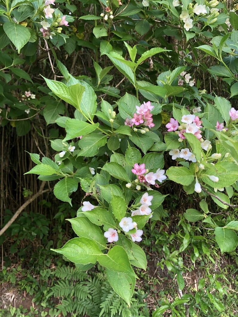 Weigela coraeensis photo 4