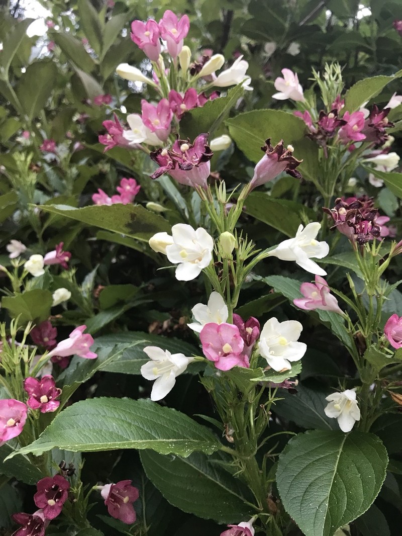 Weigela coraeensis photo 5