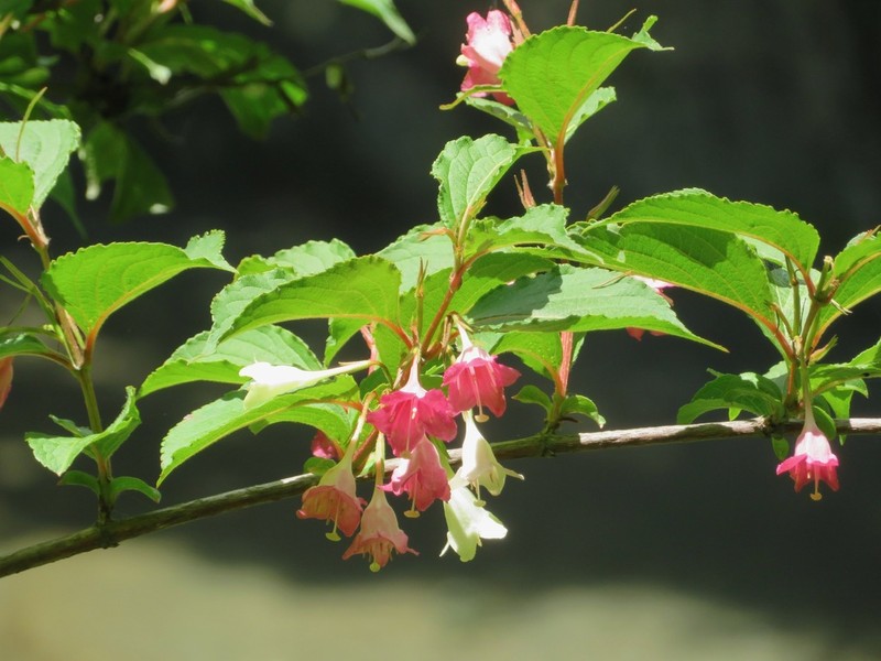 Weigela coraeensis photo 6
