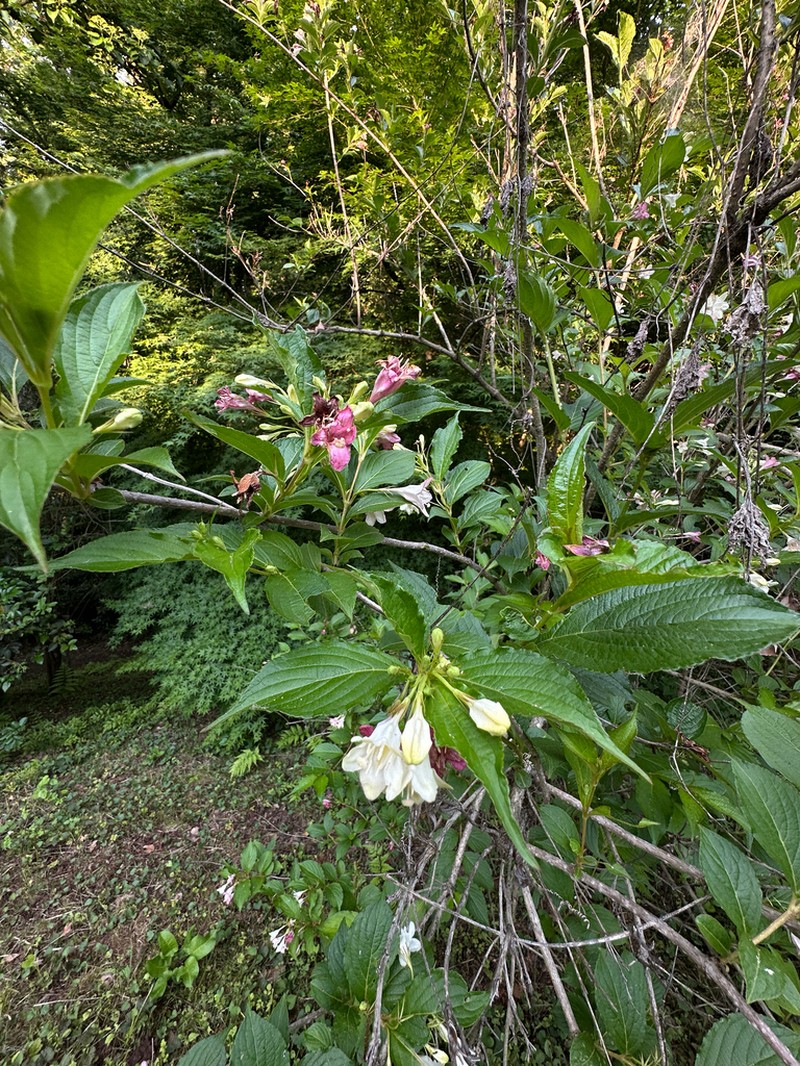 Weigela coraeensis photo 7