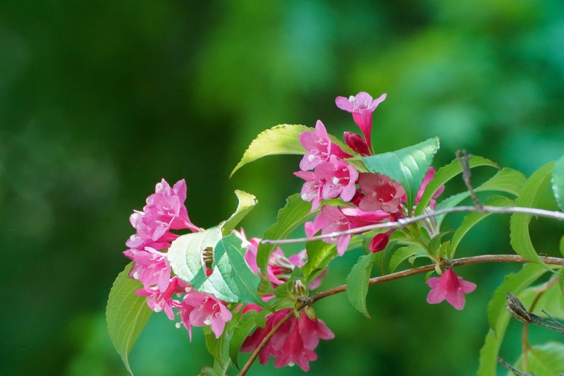 Weigela decora photo 2