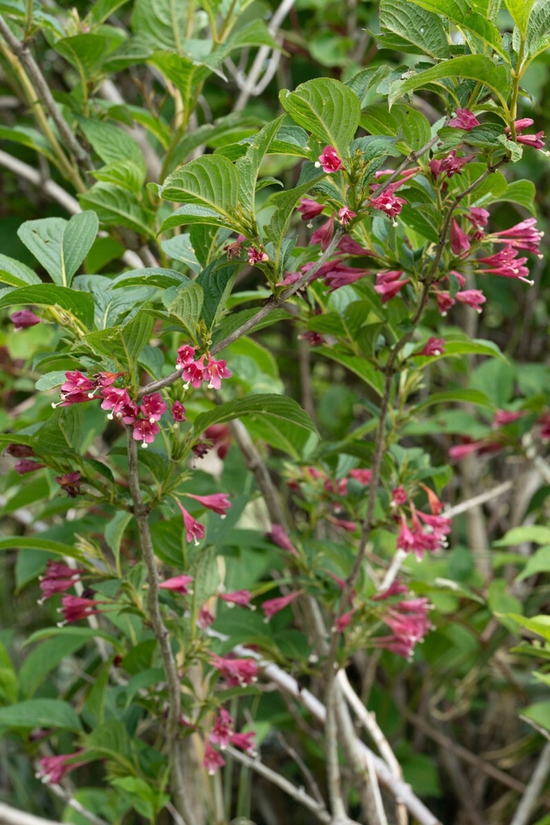 Weigela decora photo 3