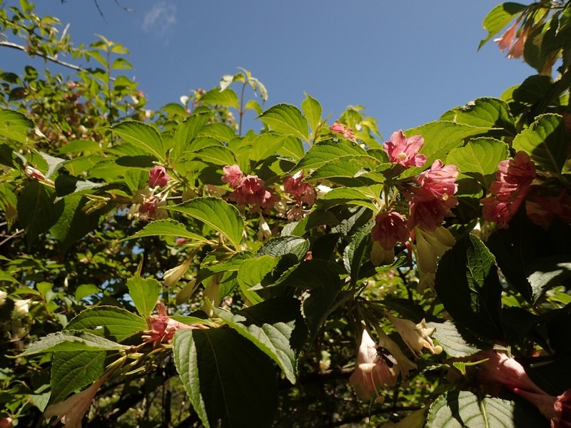 Weigela decora photo 4