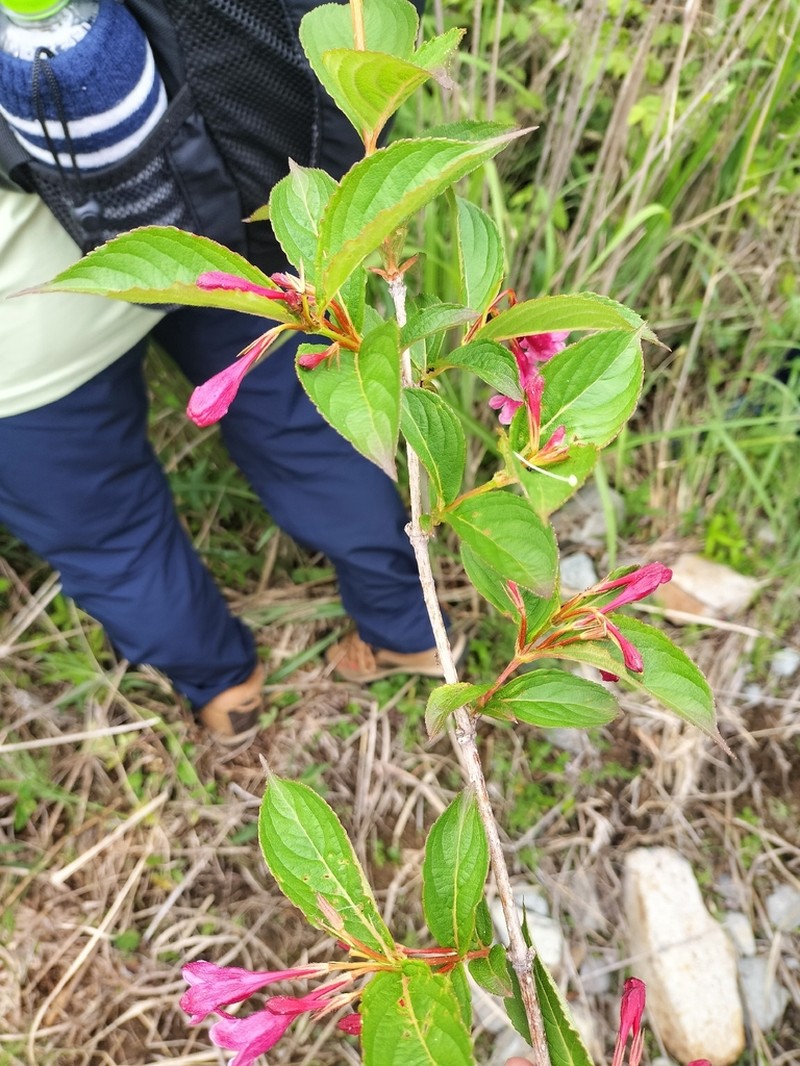 Weigela decora photo 5