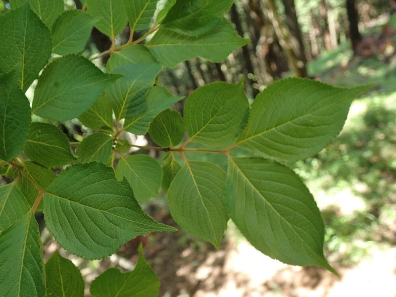 Weigela decora photo 6