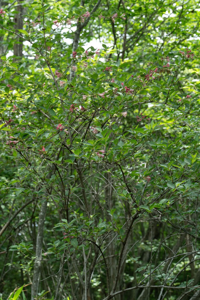 Weigela decora photo 7