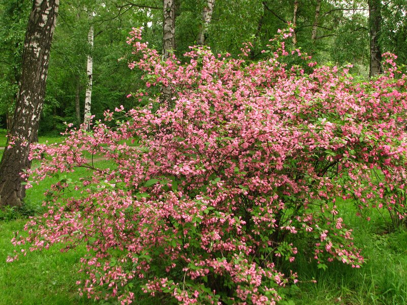 Oldfashioned Weigela