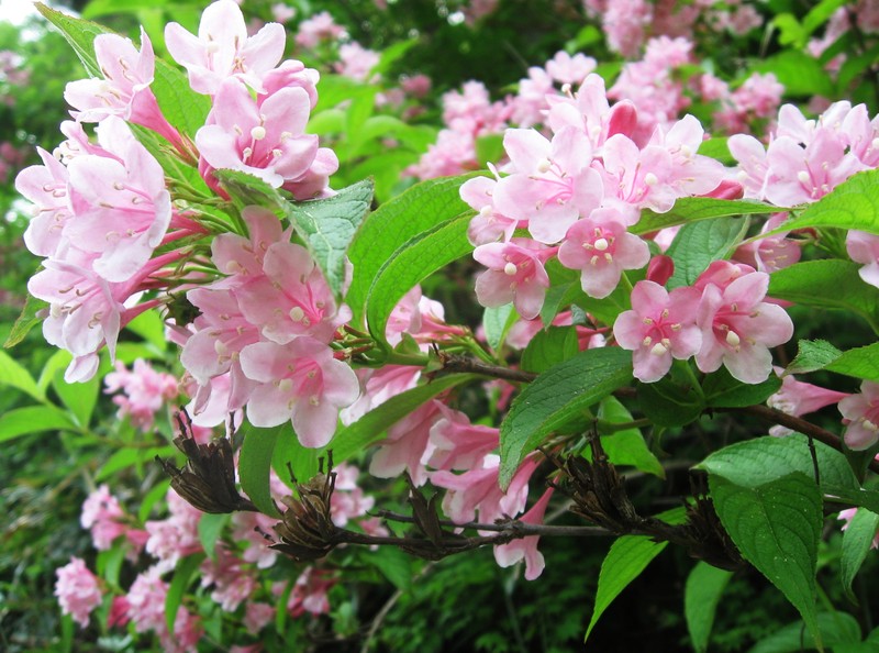 Weigela hortensis