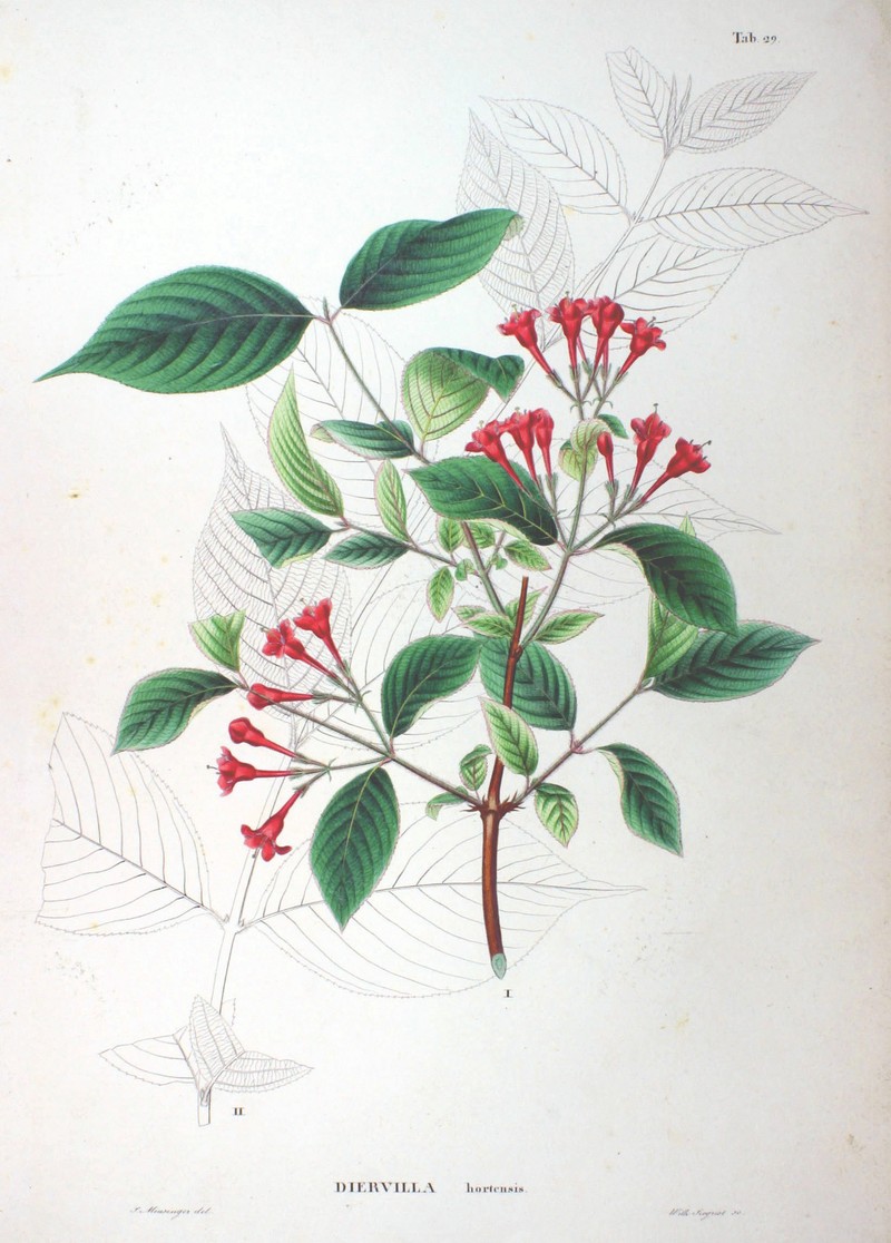 Weigela hortensis photo 2
