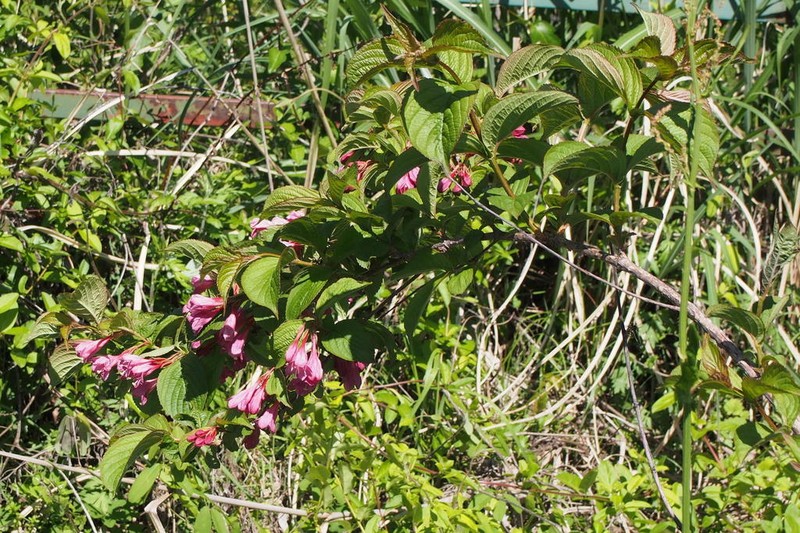 Weigela hortensis photo 3