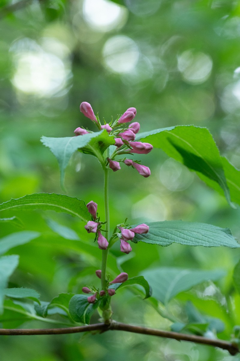 Weigela hortensis photo 4