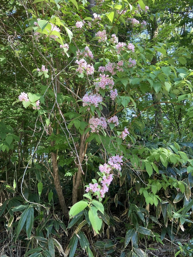 Weigela hortensis photo 5