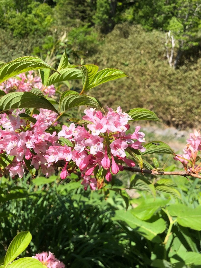 Weigela hortensis photo 6