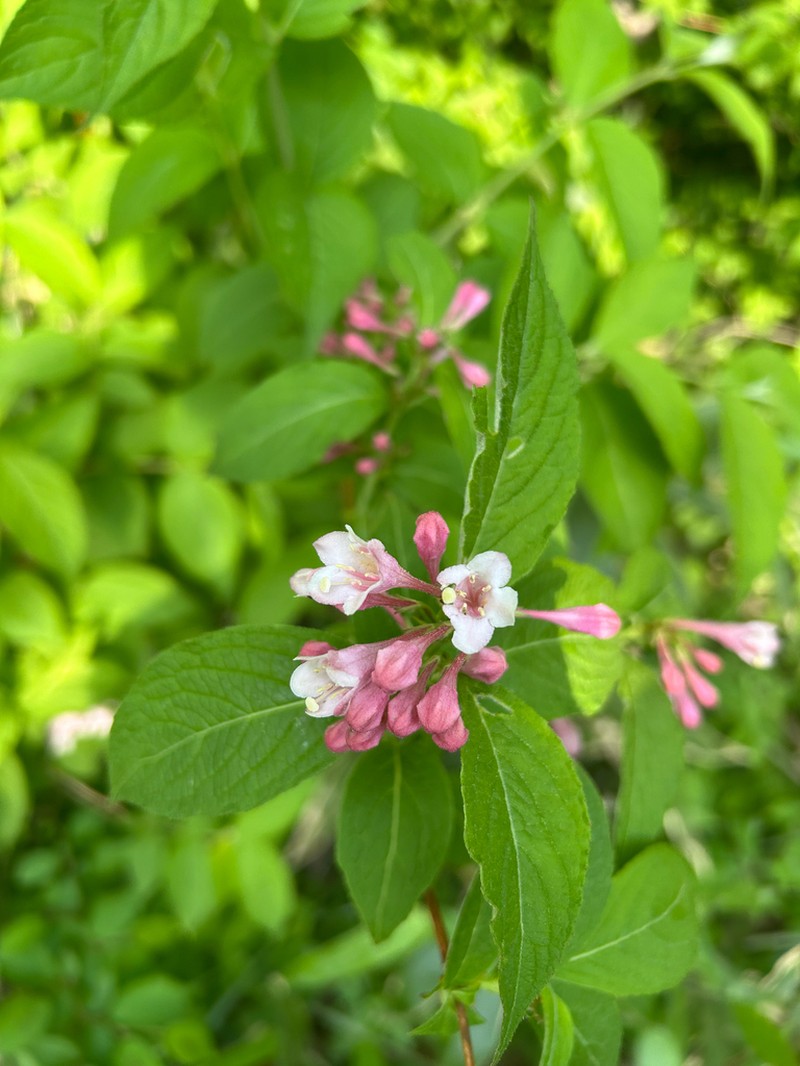 Weigela hortensis photo 7