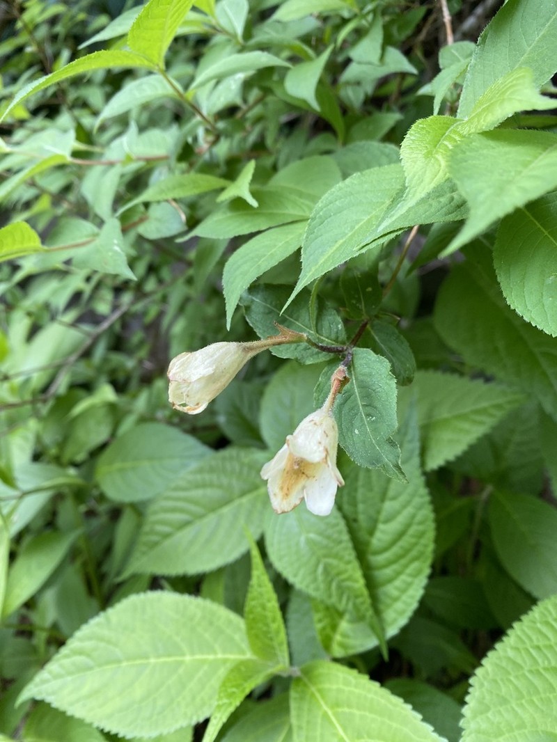 Weigela maximowiczii photo 4