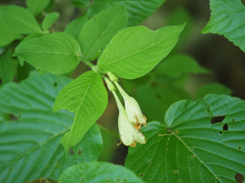 Weigela maximowiczii photo 5