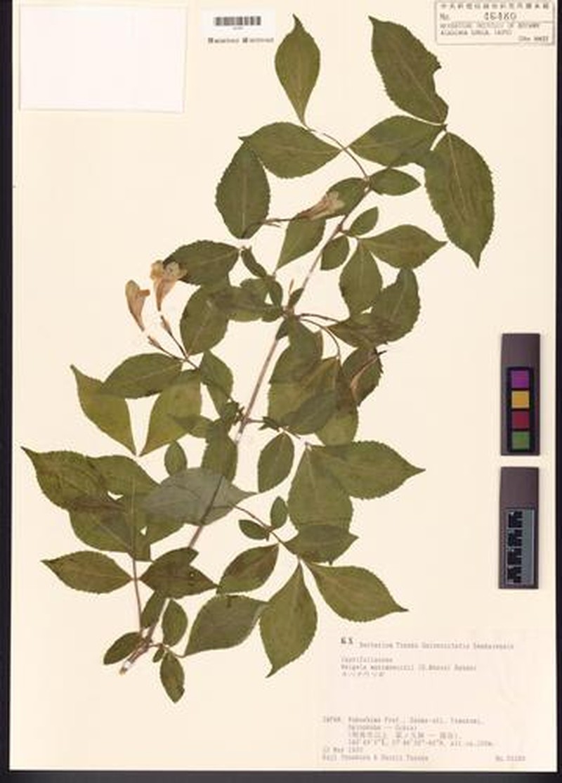 Weigela maximowiczii photo 6