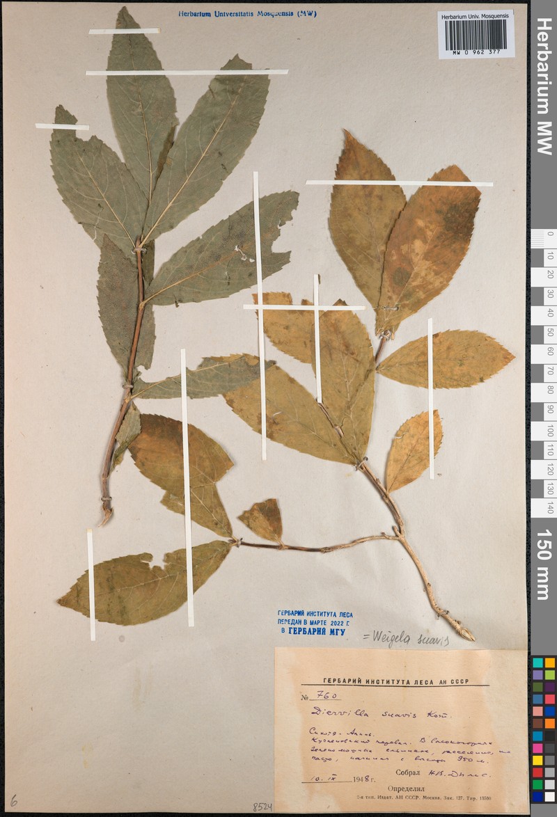Weigela suavis