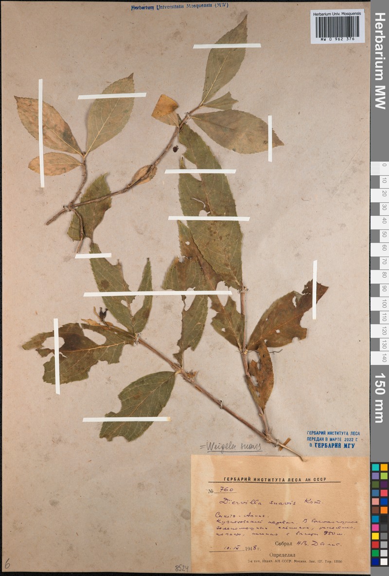 Weigela suavis photo 2