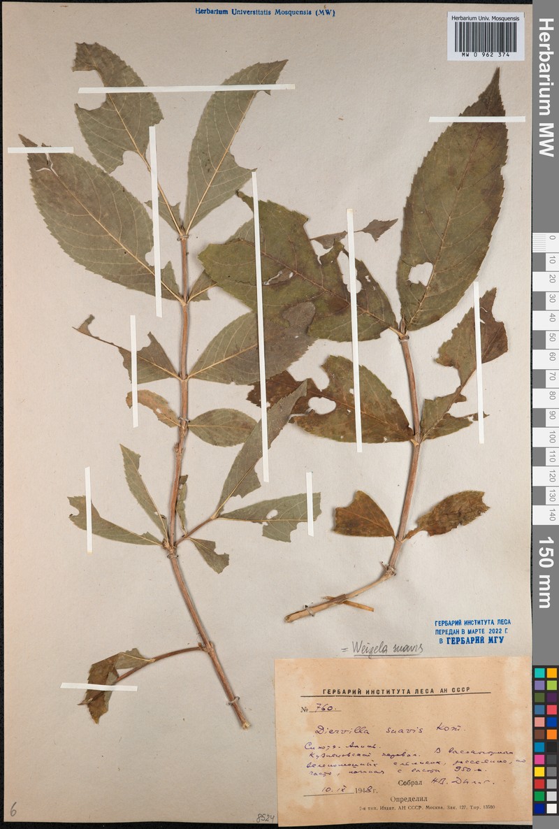 Weigela suavis photo 3