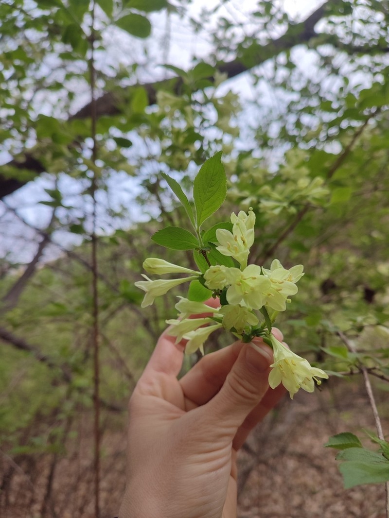 Weigela subsessilis photo 2