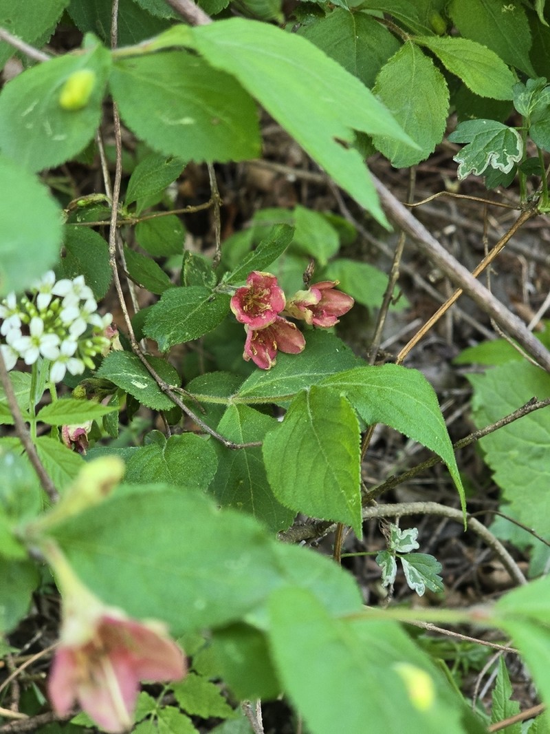 Weigela subsessilis photo 3