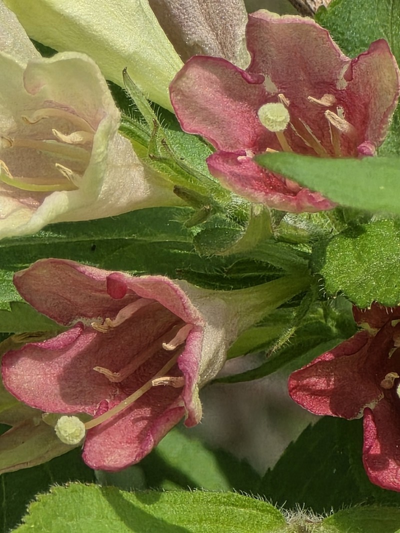 Weigela subsessilis photo 4