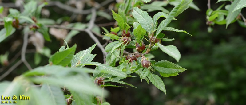 Weigela subsessilis photo 5