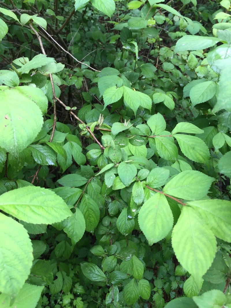 Weigela subsessilis photo 6