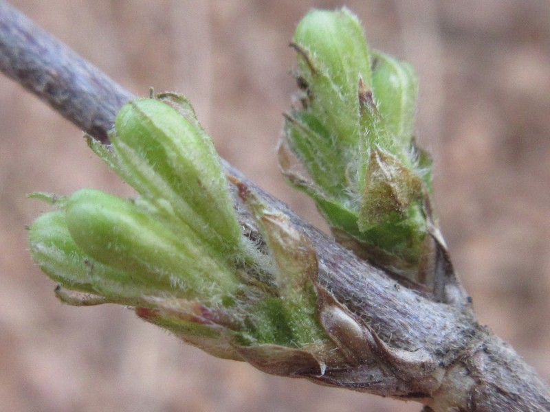 Weigela subsessilis photo 7