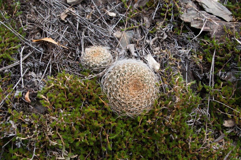 Weingartia arenacea photo 3
