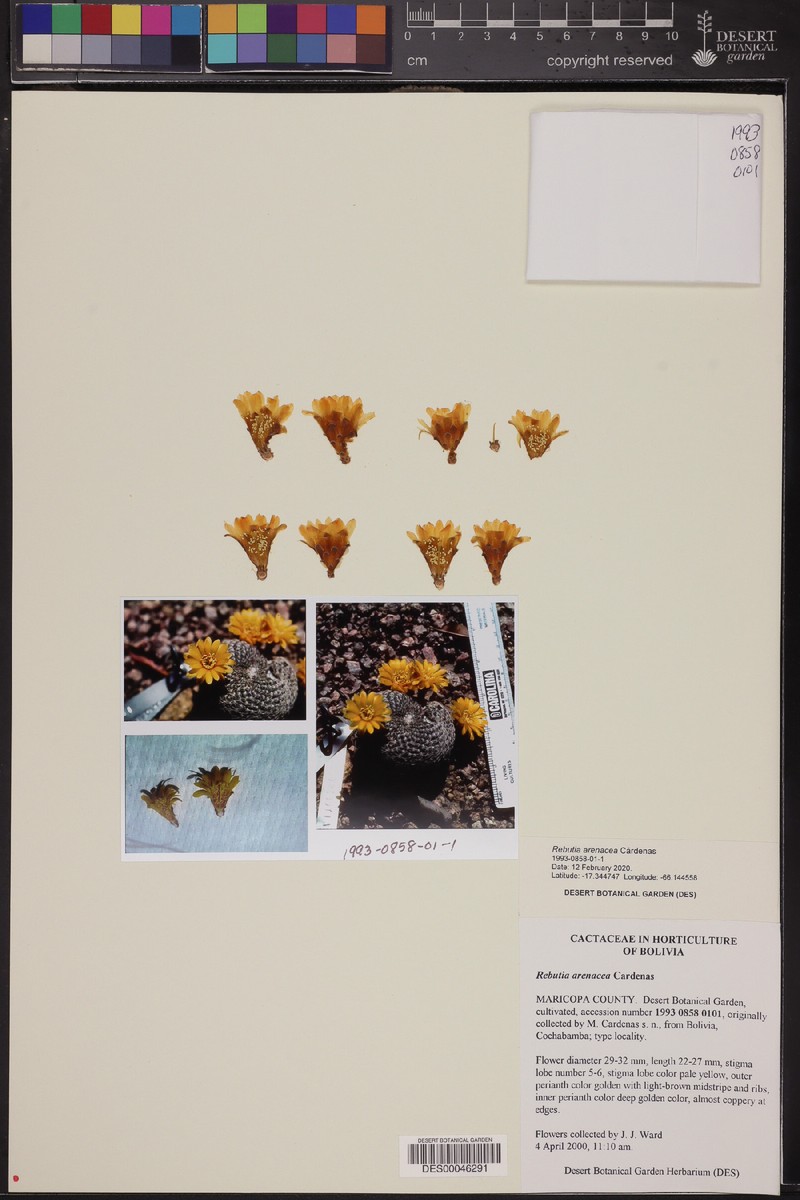 Weingartia arenacea photo 4