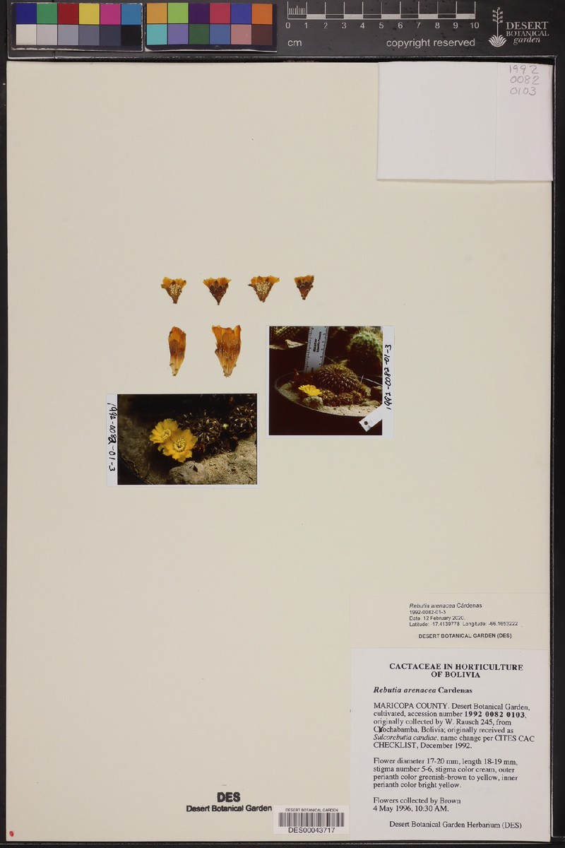 Weingartia arenacea photo 5