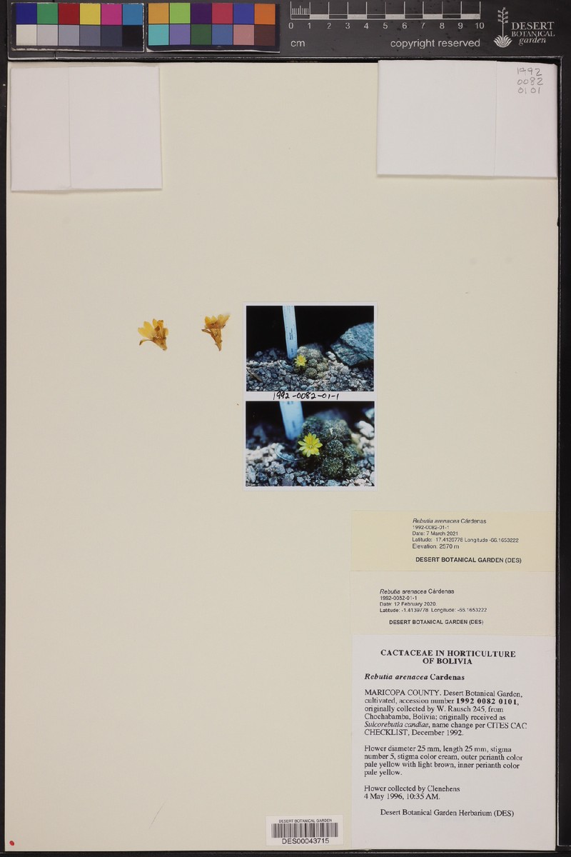 Weingartia arenacea photo 6
