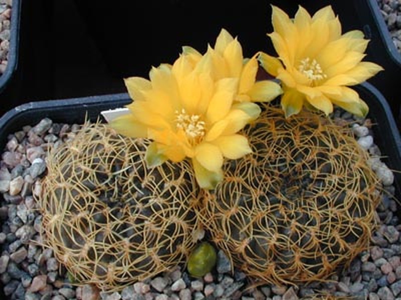 Weingartia arenacea