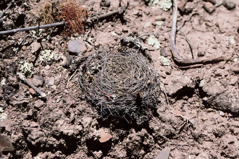 Weingartia candiae