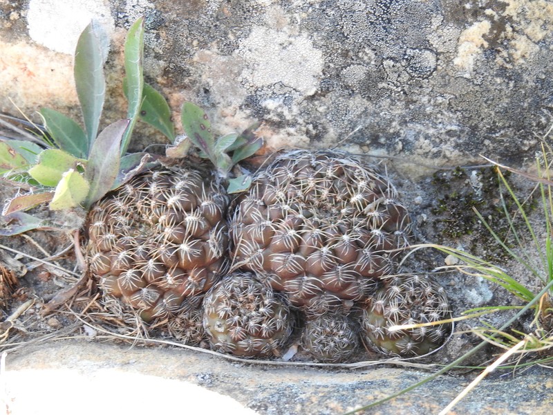 Weingartia canigueralii