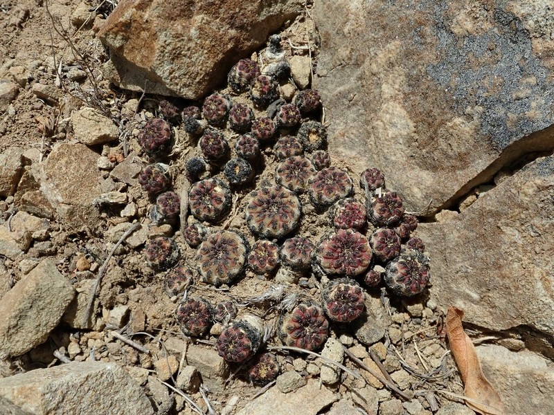 Weingartia canigueralii photo 2