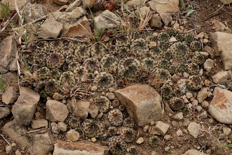 Weingartia canigueralii photo 3