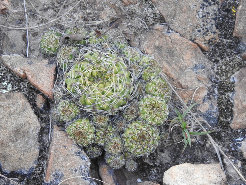 Weingartia canigueralii photo 6