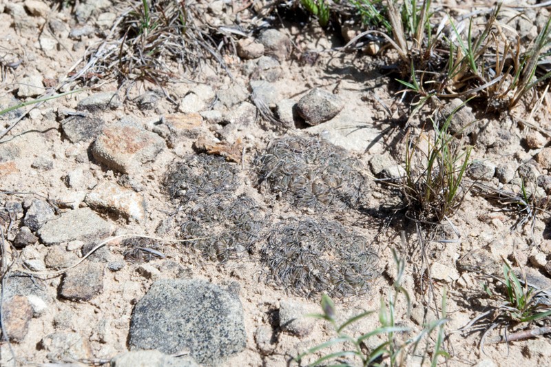 Weingartia canigueralii photo 7