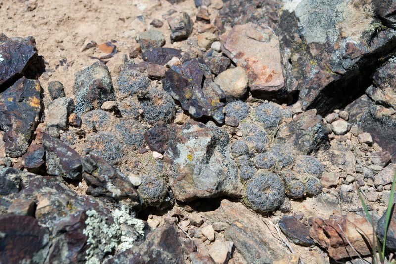 Weingartia canigueralii photo 8